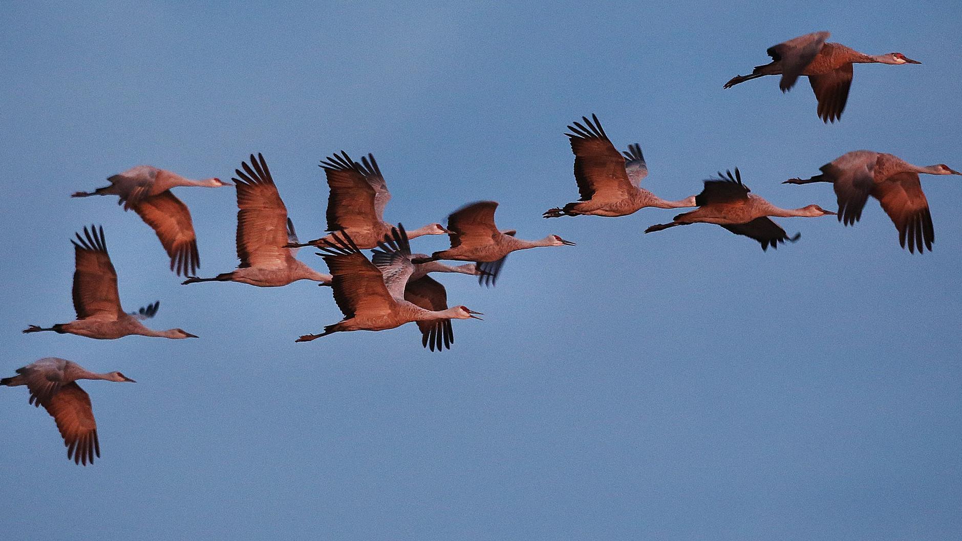 As many as 25,000 sandhill cranes roosting near Willcox